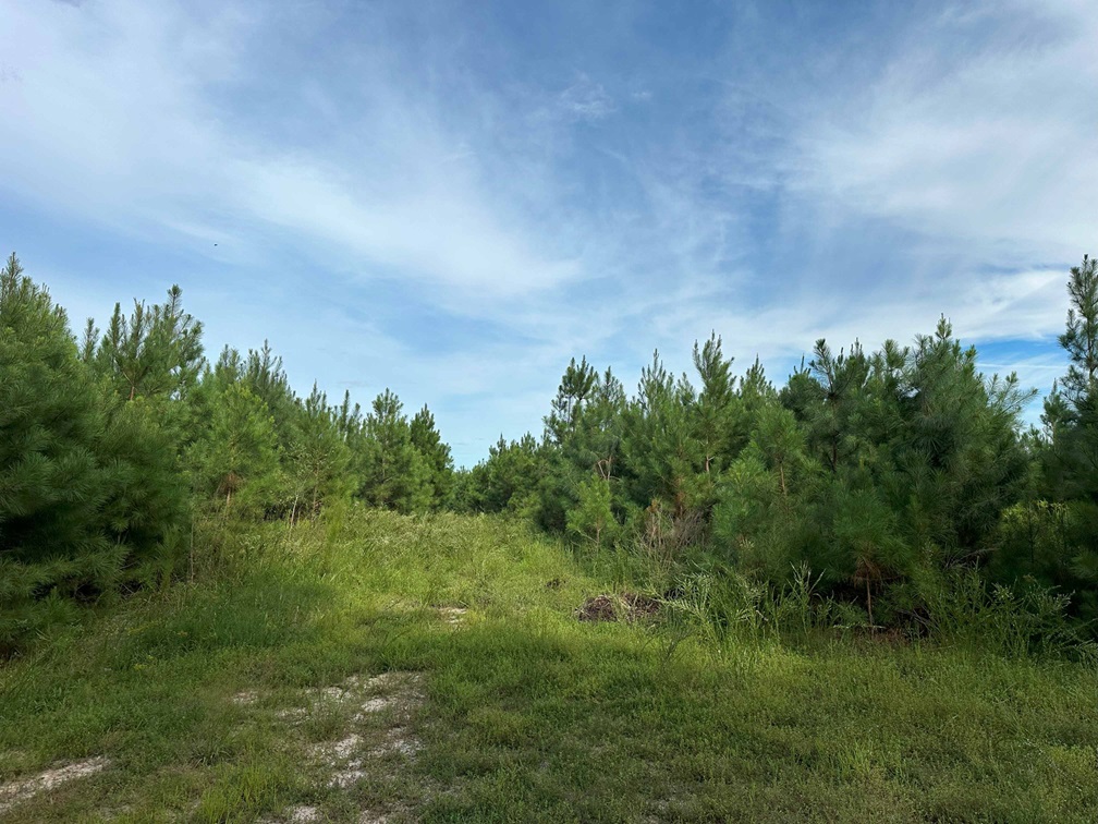 Advance Land and Timber Land for sale property_imgs/ad80947c9909dd9d70739ca2b8f3fd2d_2173.jpg