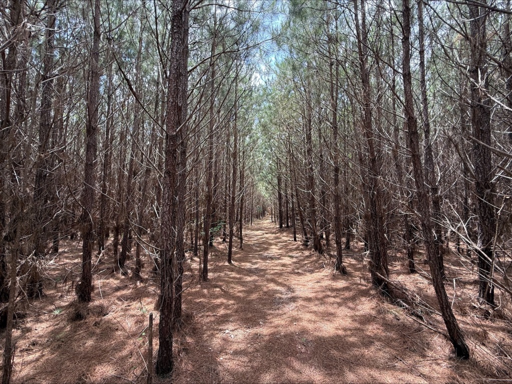 Advance Land and Timber Land for sale property_imgs/ae1eaa32d10b6c886981755d579fb4d8_2294.jpeg