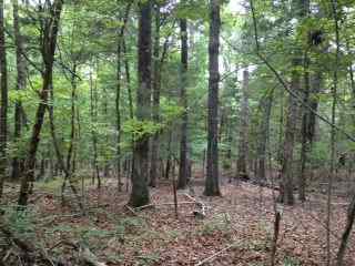 Advance Land and Timber Land for sale property_imgs/aphoto2.jpg