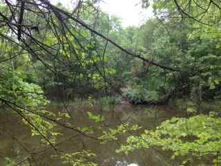 Advance Land and Timber Land for sale property_imgs/aphoto3.jpg