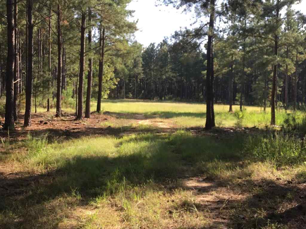 Advance Land and Timber Land for sale property_imgs/b-24foodplot.jpg