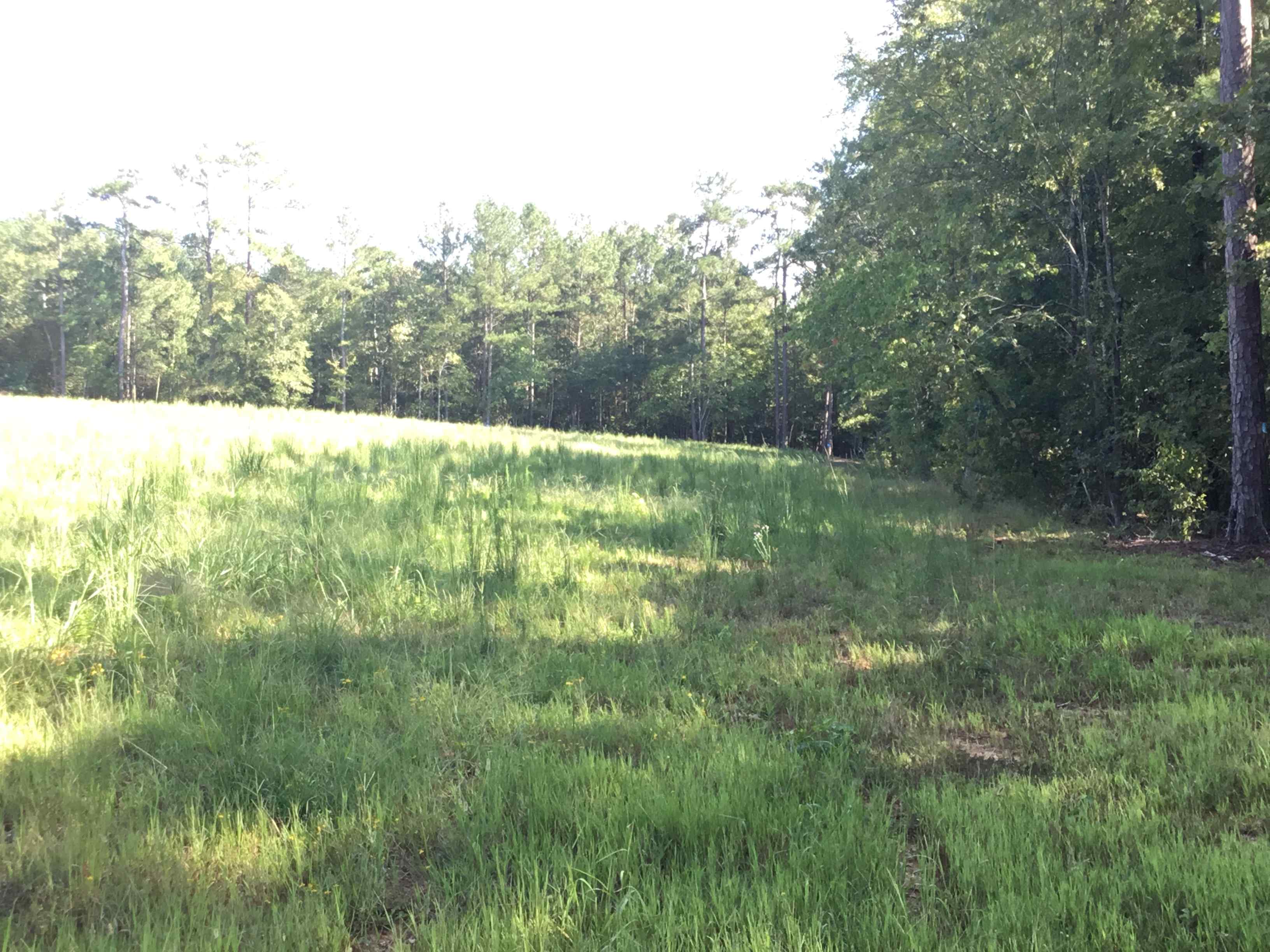Advance Land and Timber Land for sale property_imgs/b-27foodplot.jpg