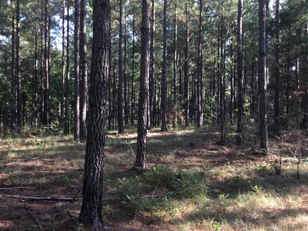 Advance Land and Timber Land for sale property_imgs/b-27ppl.jpg