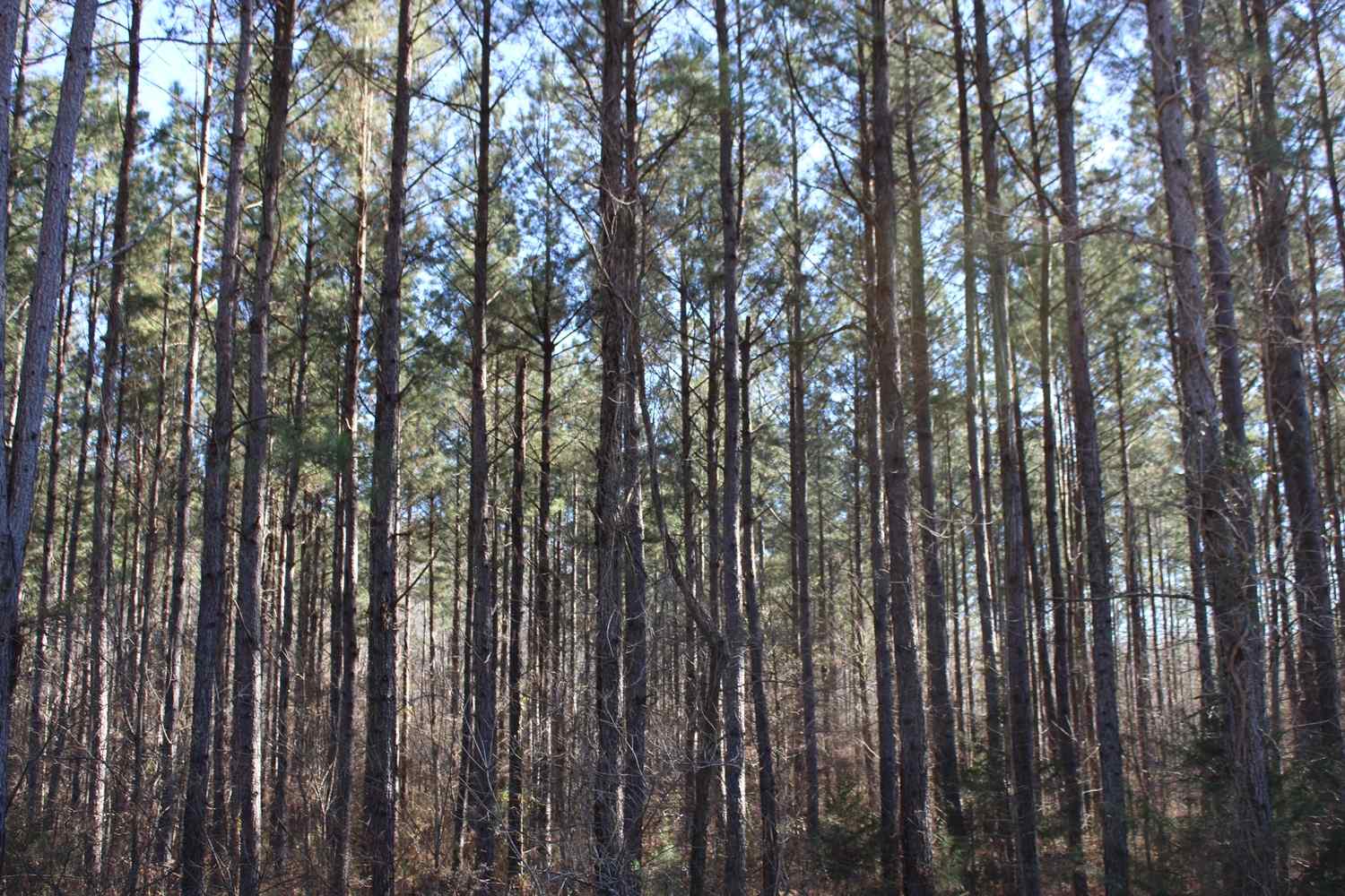 Advance Land and Timber Land for sale property_imgs/b129b-42.jpg