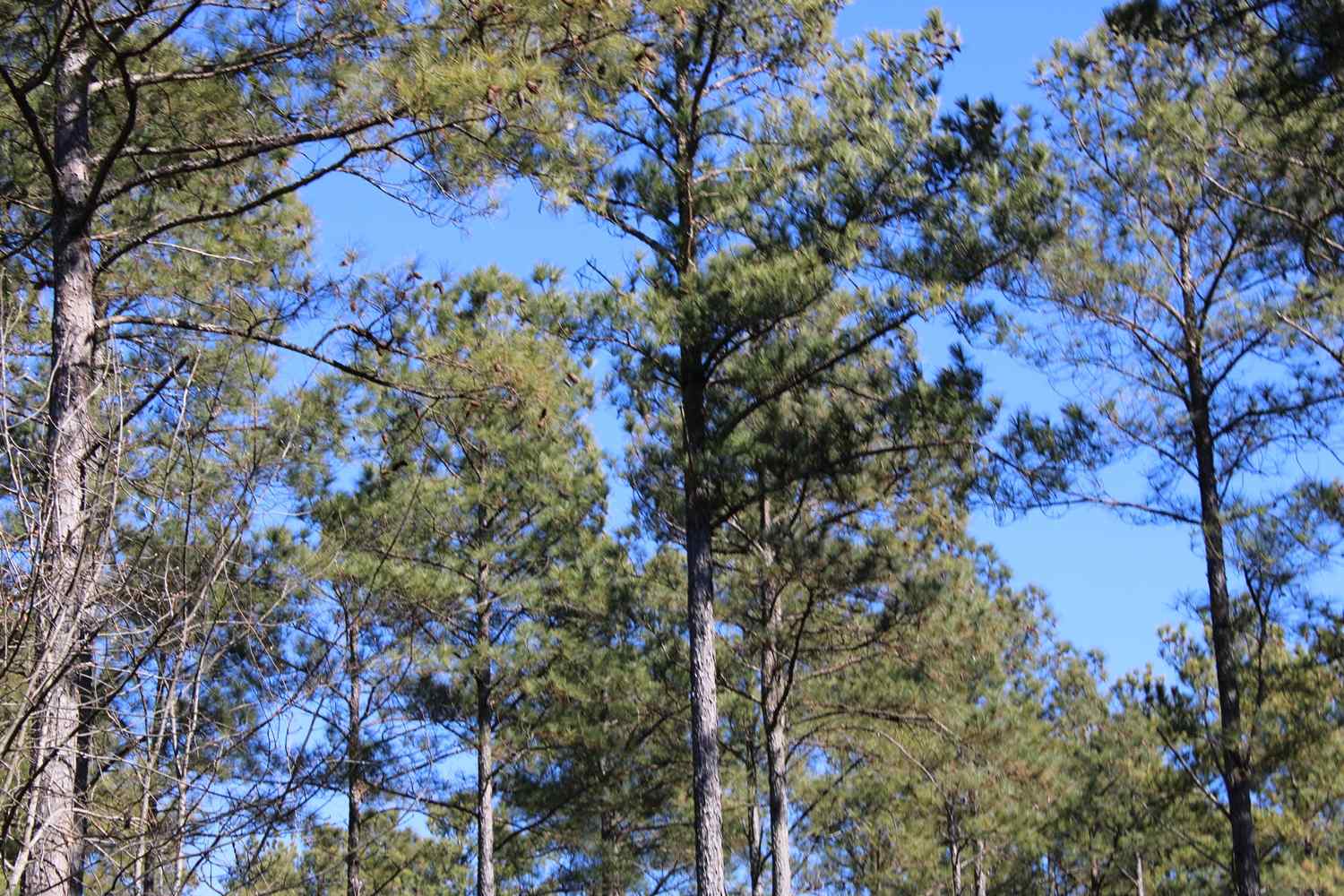 Advance Land and Timber Land for sale property_imgs/b129b-44.jpg