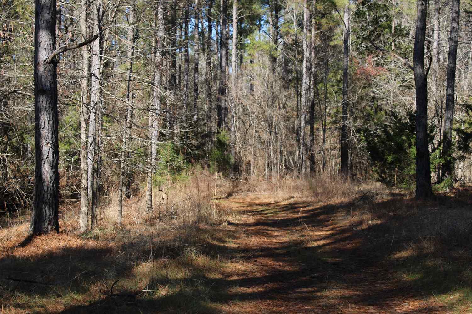 Advance Land and Timber Land for sale property_imgs/b129b-46.jpg