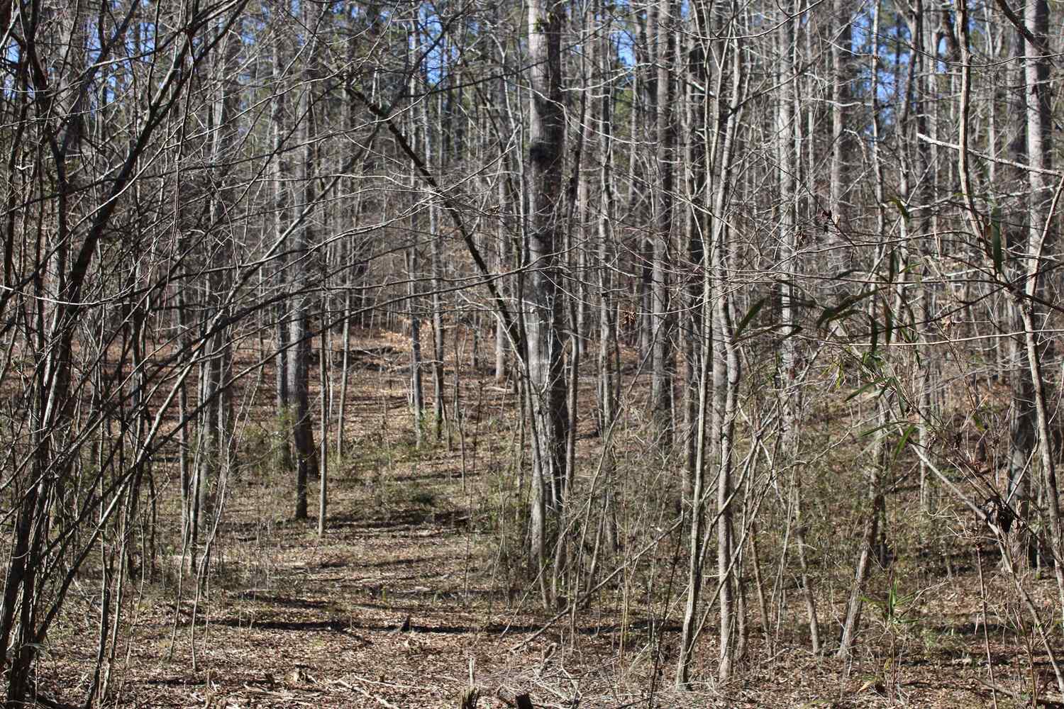 Advance Land and Timber Land for sale property_imgs/b129b-47.jpg