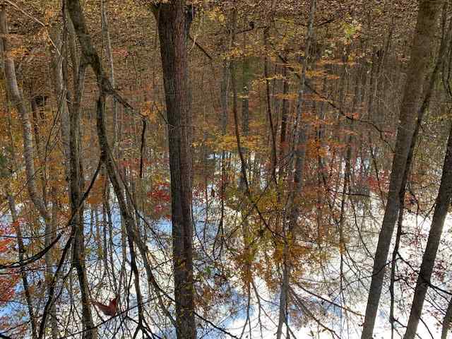 Advance Land and Timber Land for sale property_imgs/b129c-65acres.jpg