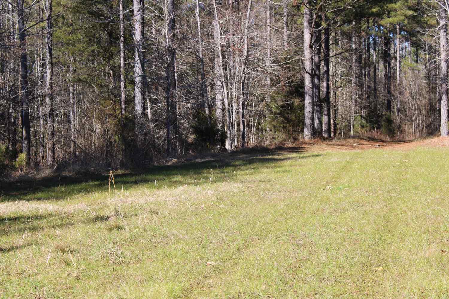 Advance Land and Timber Land for sale property_imgs/b129c-65acres1.jpg