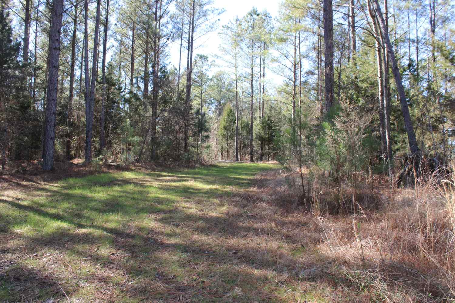 Advance Land and Timber Land for sale property_imgs/b129c-65acres2.jpg