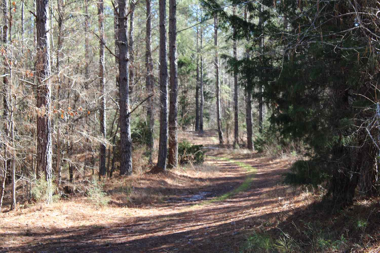 Advance Land and Timber Land for sale property_imgs/b129c-65acres7.jpg