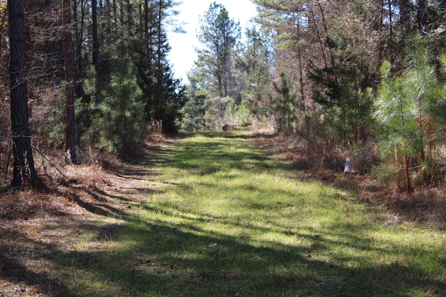 Advance Land and Timber Land for sale property_imgs/b129c-65acres8.jpg