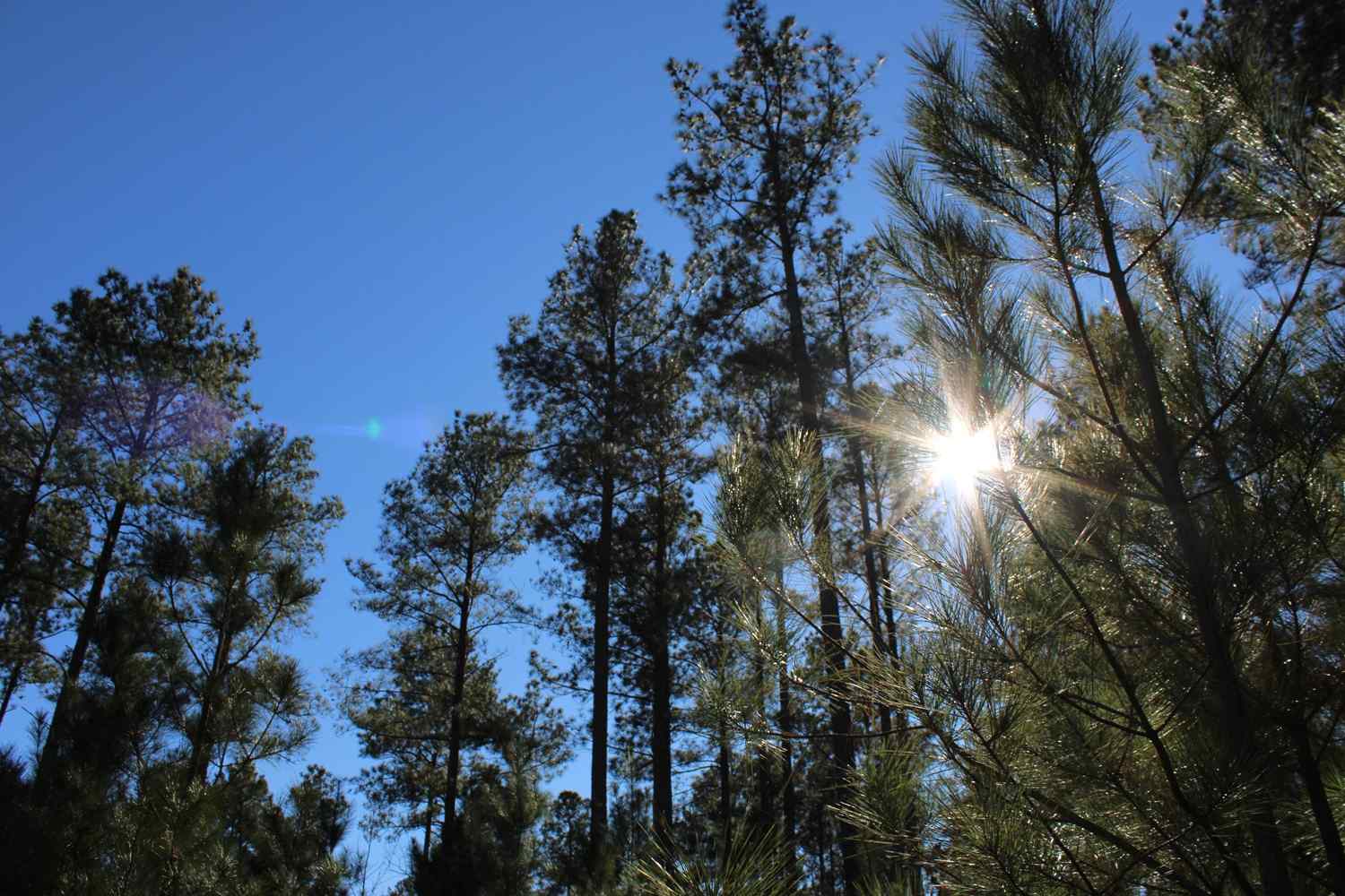 Advance Land and Timber Land for sale property_imgs/b129~0.jpg