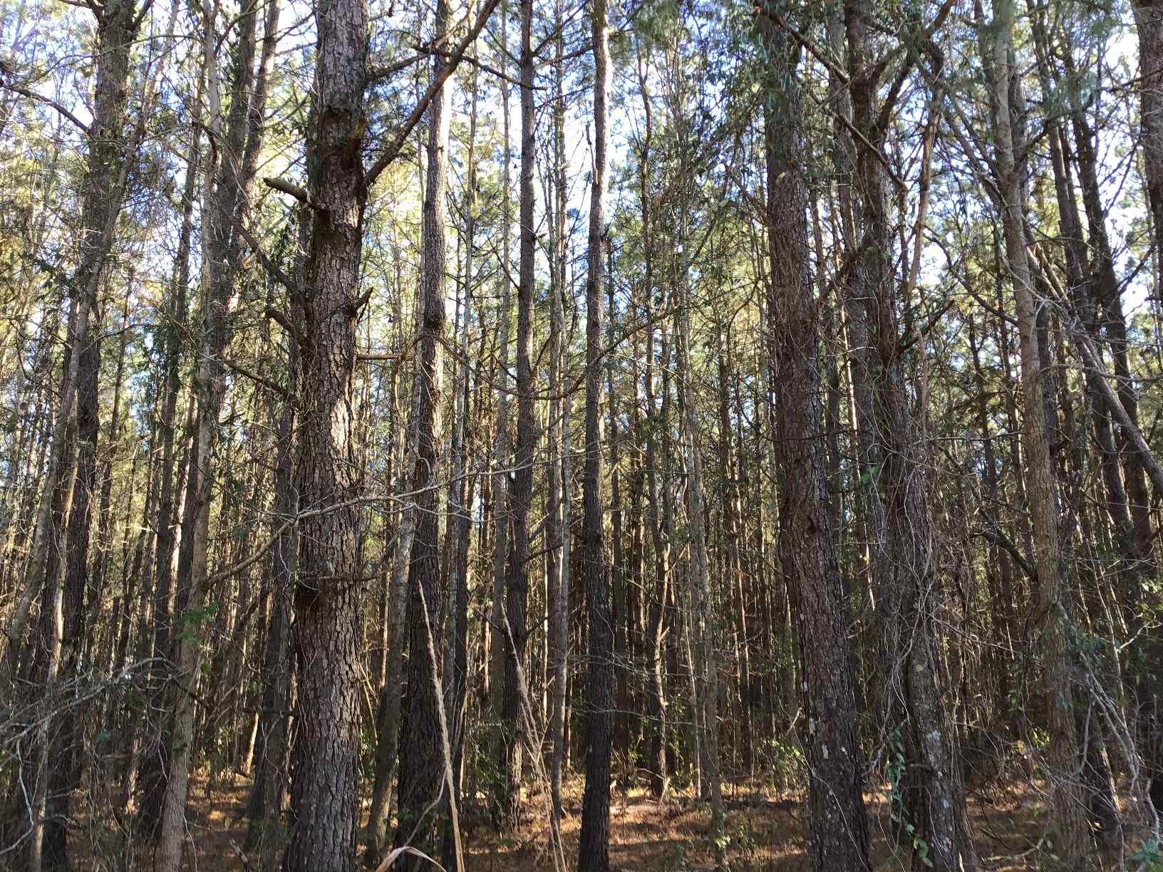Advance Land and Timber Land for sale property_imgs/b147_2.jpg