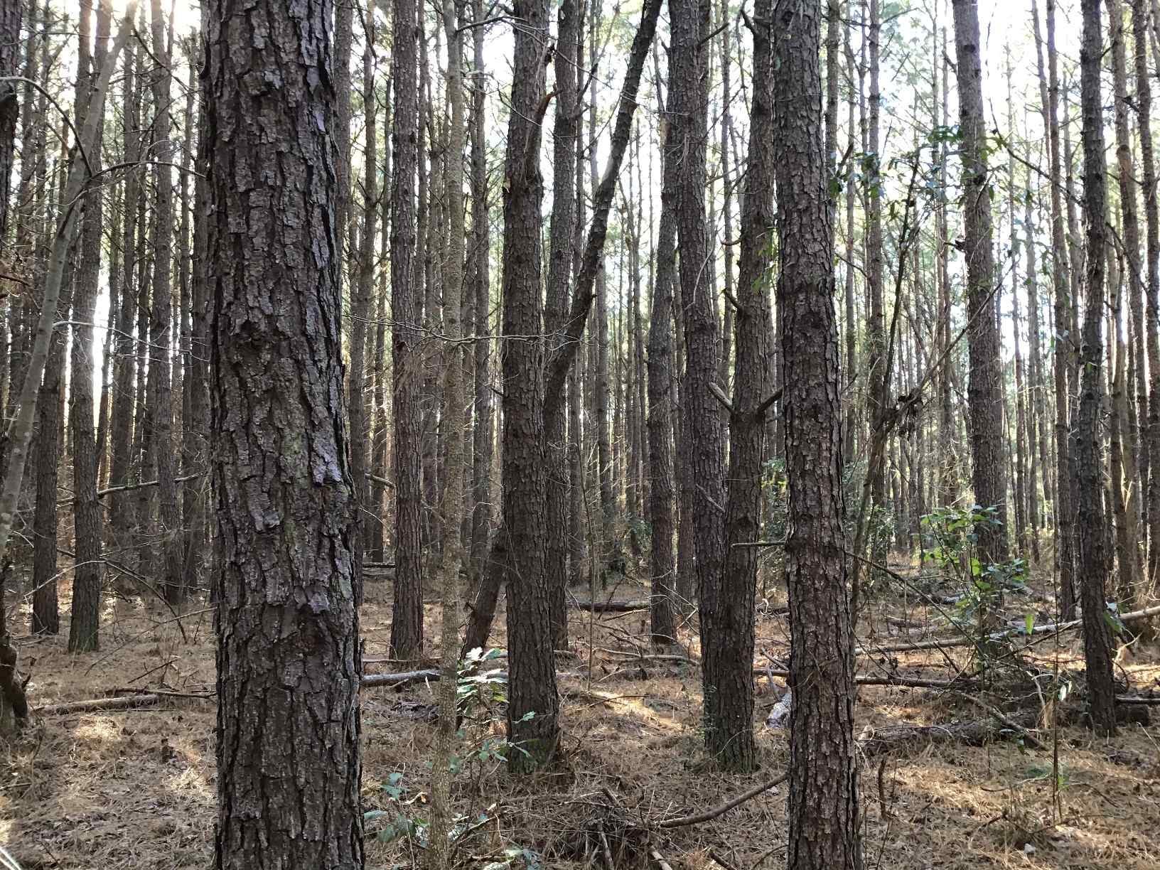 Advance Land and Timber Land for sale property_imgs/b147_3.jpg