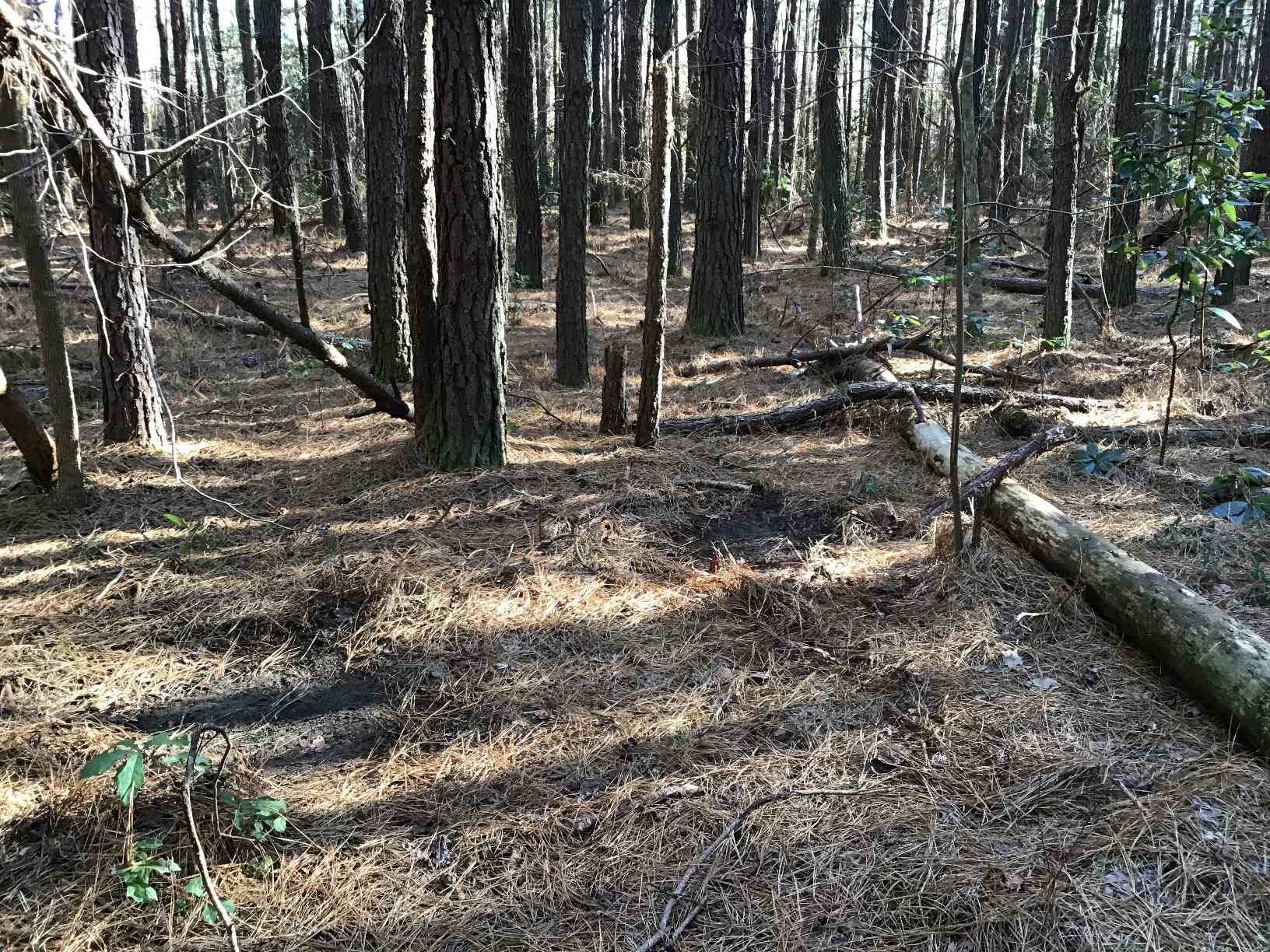 Advance Land and Timber Land for sale property_imgs/b147_5.jpg