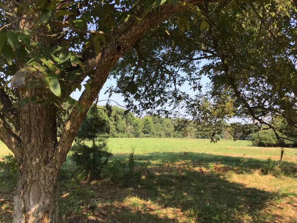 Advance Land and Timber Land for sale property_imgs/b2-6.jpg