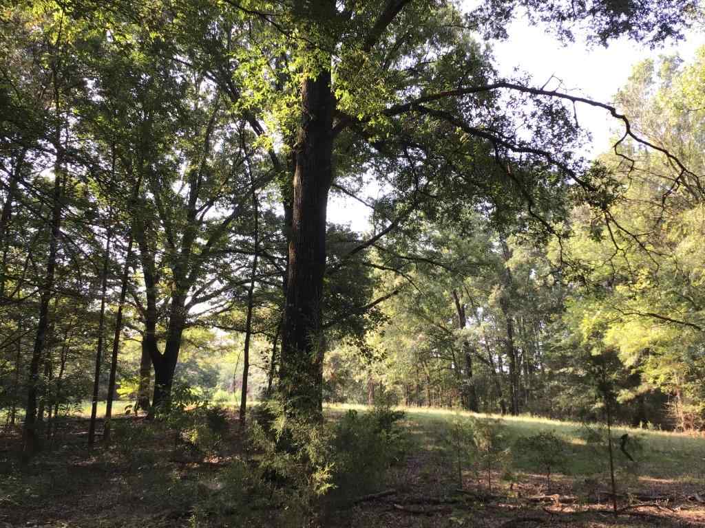 Advance Land and Timber Land for sale property_imgs/b2-8.jpg