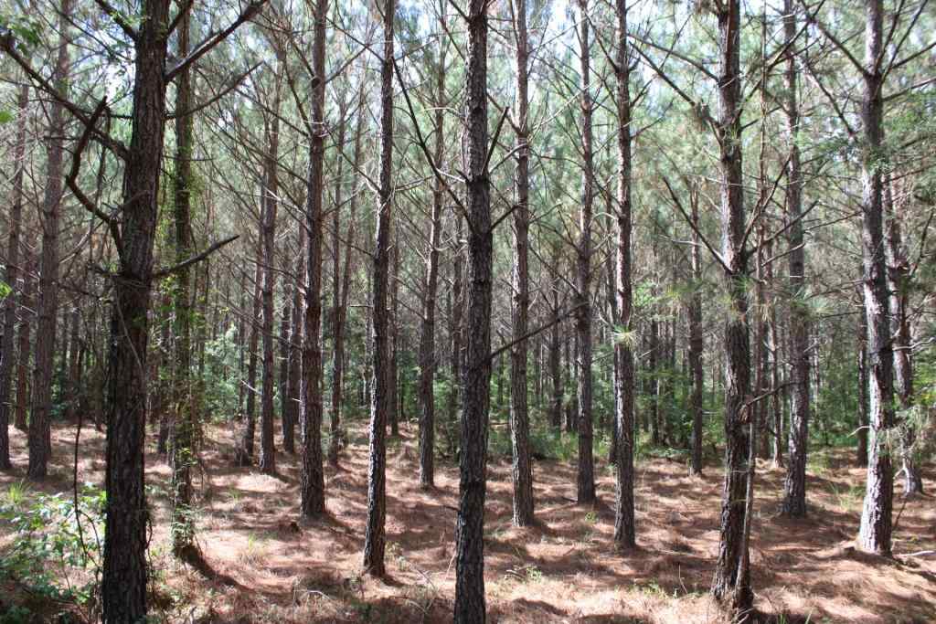 Advance Land and Timber Land for sale property_imgs/b384-2.jpg