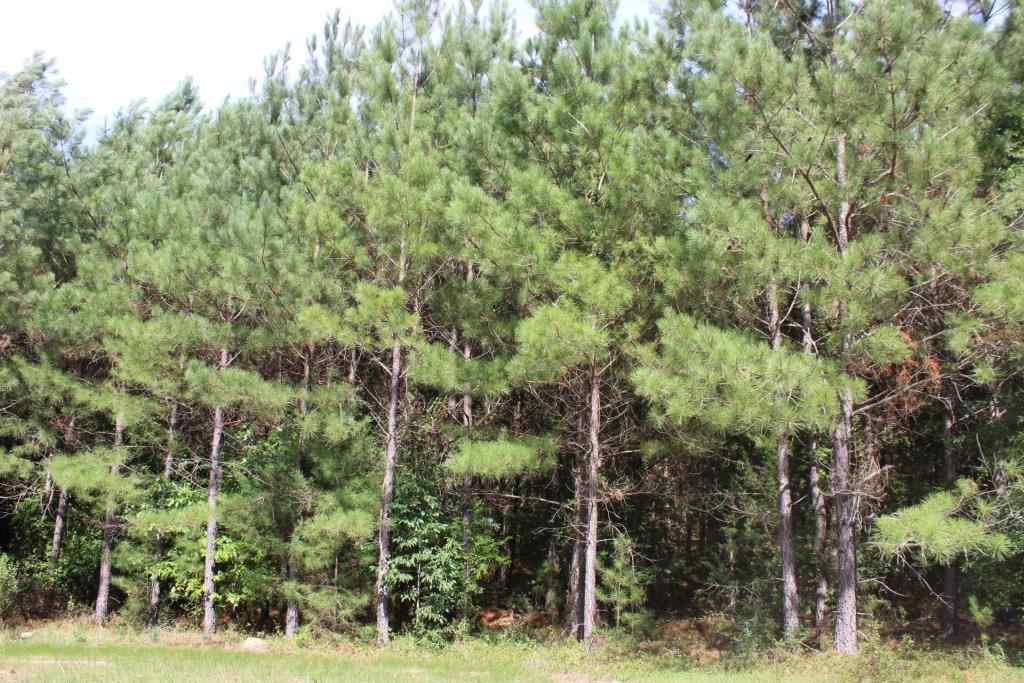 Advance Land and Timber Land for sale property_imgs/b3841.jpg