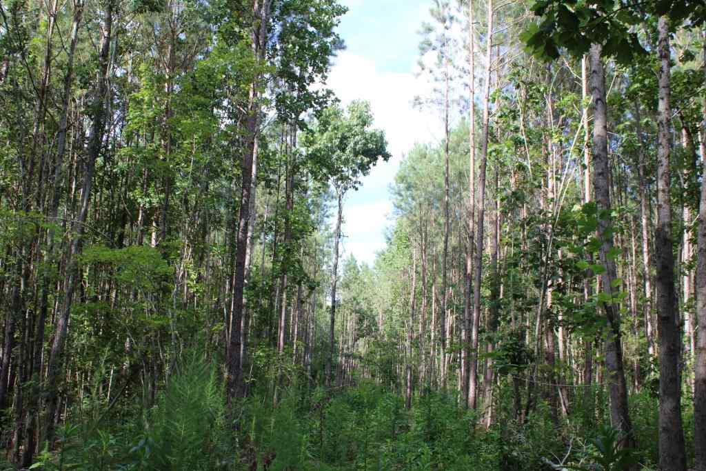 Advance Land and Timber Land for sale property_imgs/b3851~0.jpg