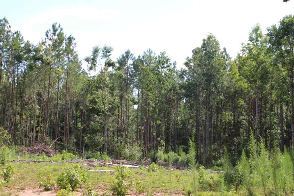 120 +/ Acres for Sale Saluda County SC