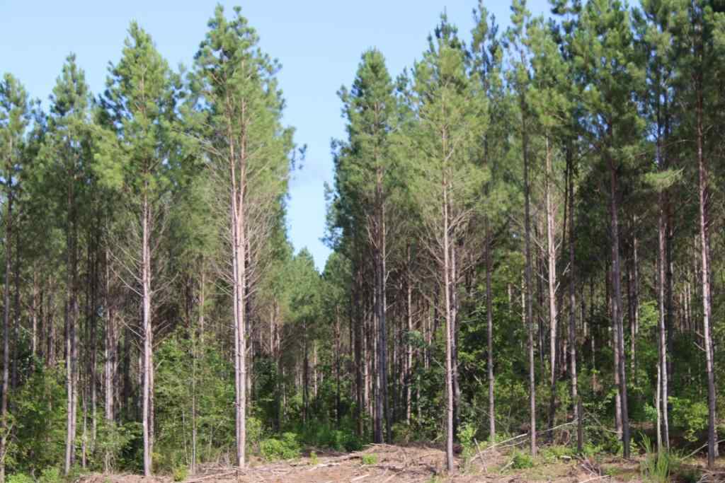 Advance Land and Timber Land for sale property_imgs/b38611.jpg