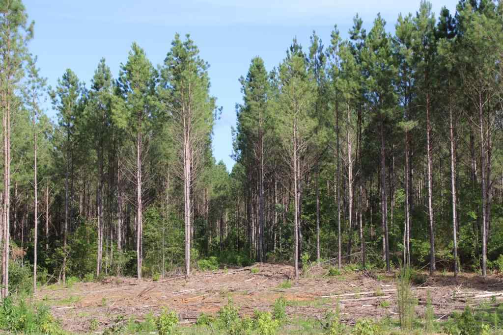 Advance Land and Timber Land for sale property_imgs/b38612.jpg