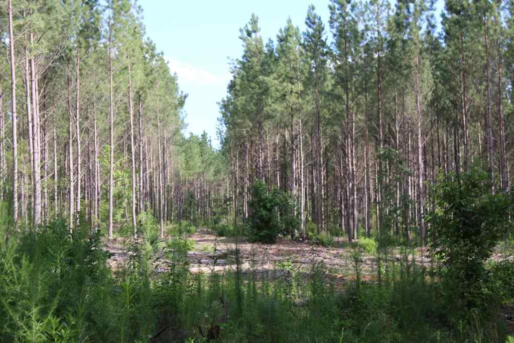 Advance Land and Timber Land for sale property_imgs/b3865.jpg