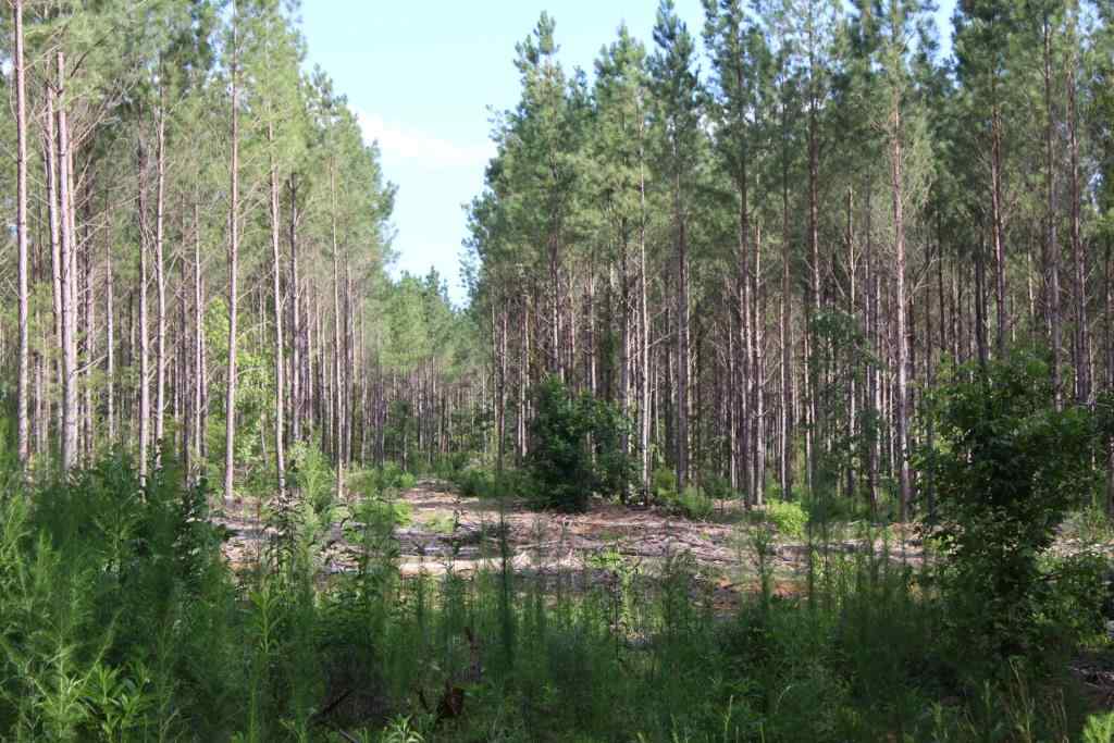 Advance Land and Timber Land for sale property_imgs/b3866.jpg