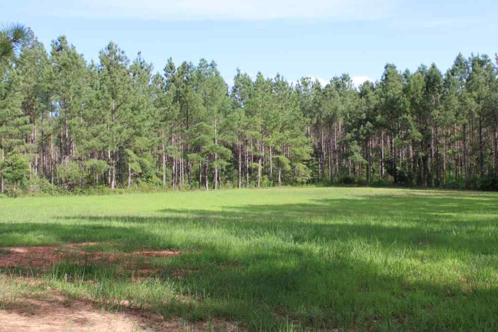 Advance Land and Timber Land for sale property_imgs/b3867.jpg
