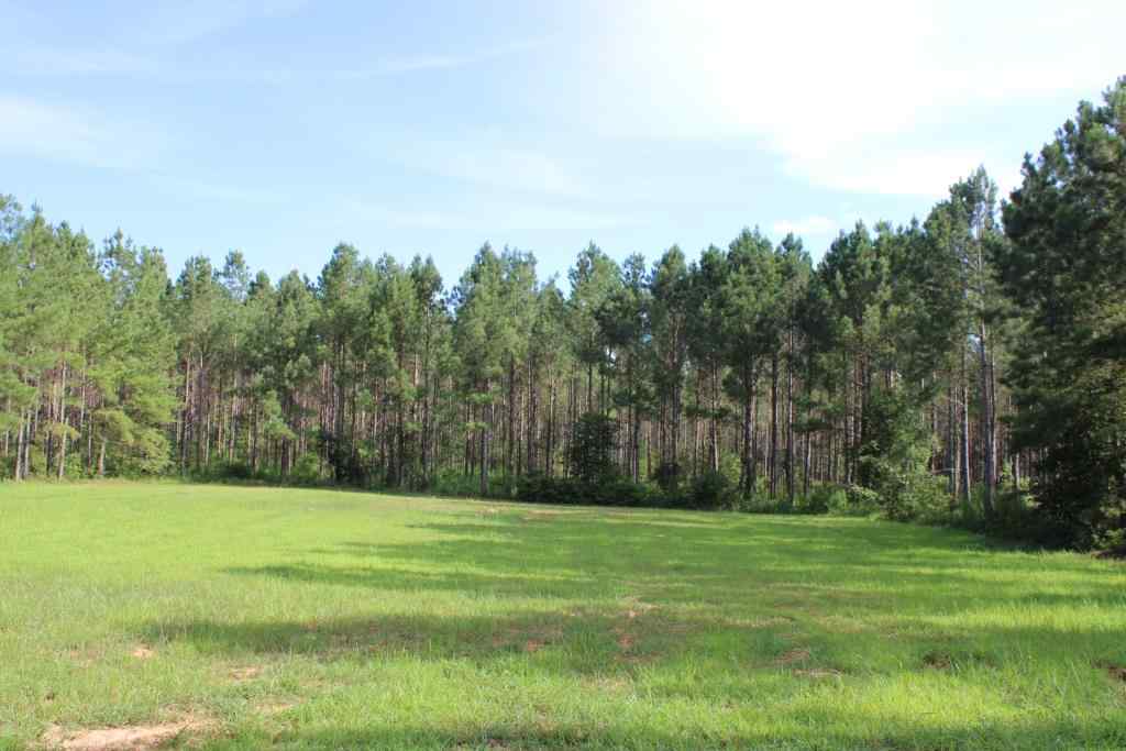 Advance Land and Timber Land for sale property_imgs/b3869.jpg