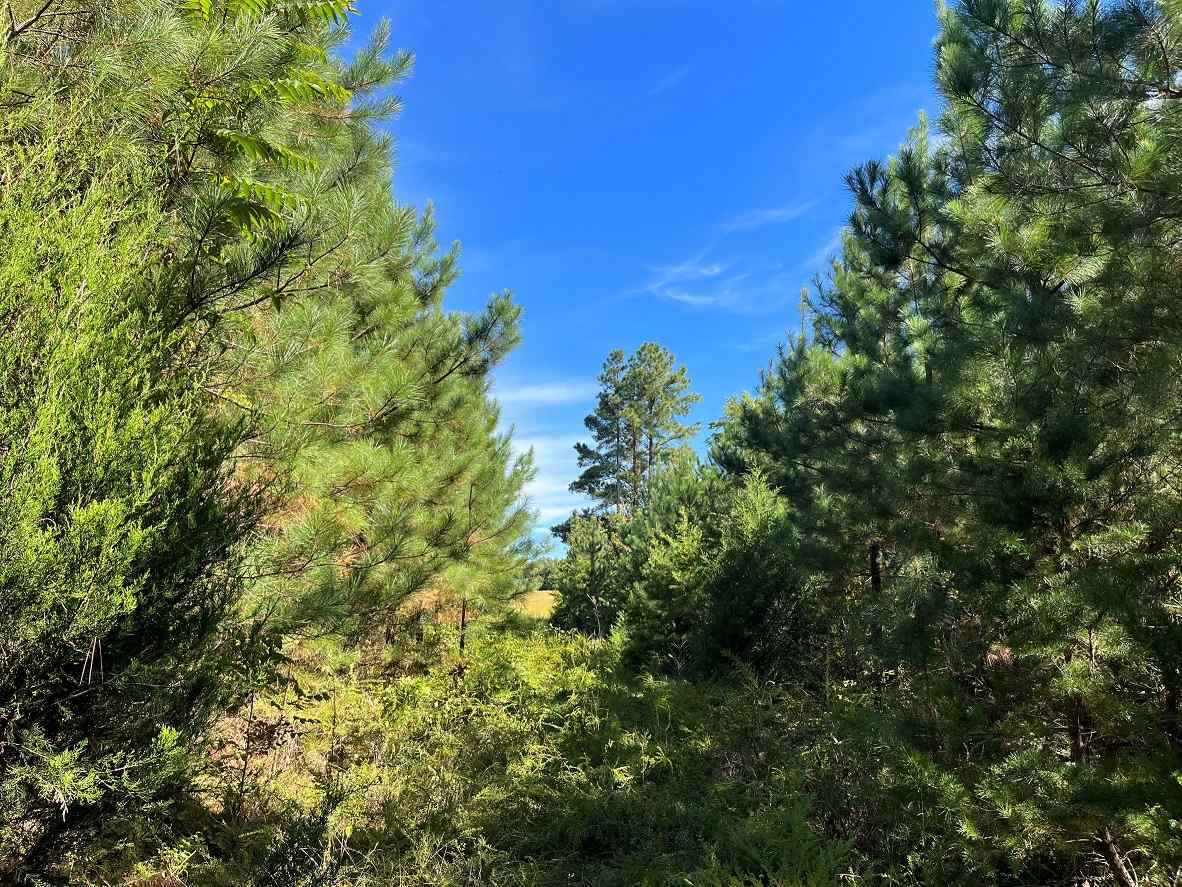 Advance Land and Timber Land for sale property_imgs/b91f4f4d36fa98a94ac5584af95594a0.jpg
