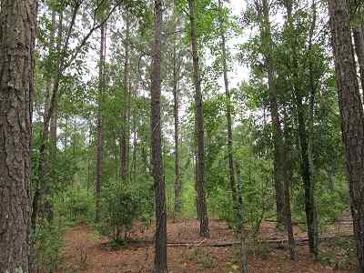 Horry County South Carolina Land for Sale