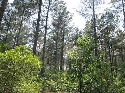 Horry County South Carolina Land for Sale