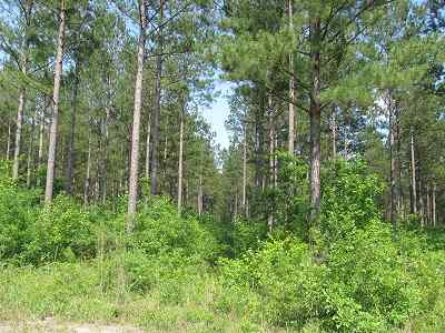 Advance Land and Timber Land for sale property_imgs/bc45_12.jpg