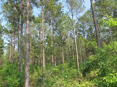 Advance Land and Timber Land for sale property_imgs/bc45_13.jpg
