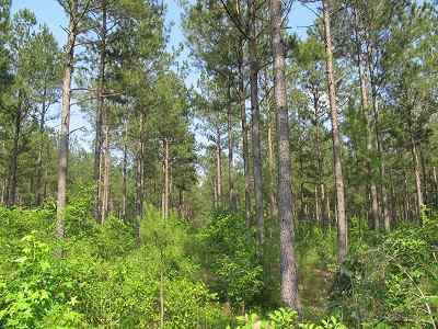 Advance Land and Timber Land for sale property_imgs/bc45_14.jpg