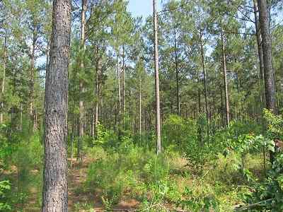 Advance Land and Timber Land for sale property_imgs/bc45_17.jpg