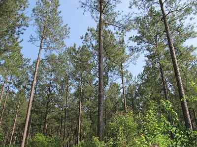 Advance Land and Timber Land for sale property_imgs/bc45_18.jpg