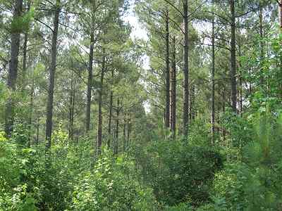 Advance Land and Timber Land for sale property_imgs/bc45_19.jpg