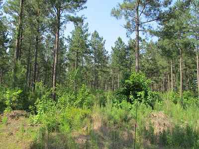 Advance Land and Timber Land for sale property_imgs/bc45_1~0.jpg