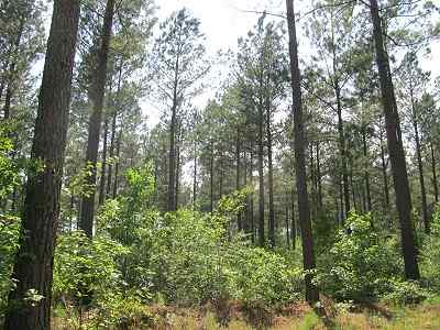 Advance Land and Timber Land for sale property_imgs/bc45_2.jpg