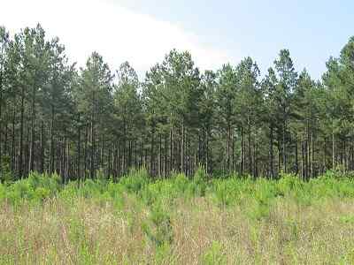 Advance Land and Timber Land for sale property_imgs/bc45_21.jpg
