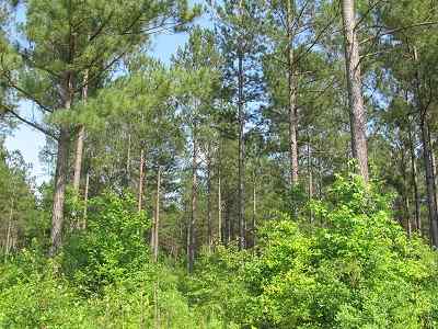 Advance Land and Timber Land for sale property_imgs/bc45_22.jpg