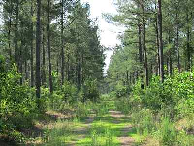 Advance Land and Timber Land for sale property_imgs/bc45_3.jpg