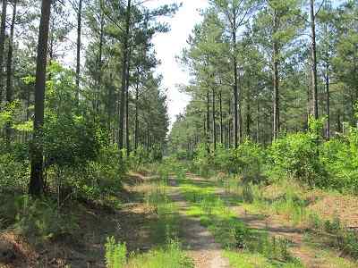 Advance Land and Timber Land for sale property_imgs/bc45_4.jpg