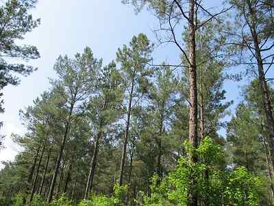 Advance Land and Timber Land for sale property_imgs/bc45_5.jpg