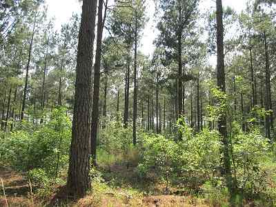 Advance Land and Timber Land for sale property_imgs/bc45_6.jpg