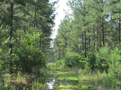 Advance Land and Timber Land for sale property_imgs/bc45_7.jpg